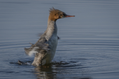Merganser Standing Tall