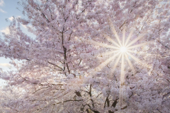 Ray Of Golden Sun