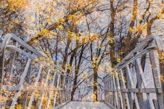 Bridge To The Trees