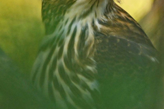 Hunter After A Kill