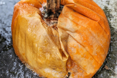 Decayed Pumpkin