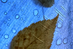 Tarp Leaves