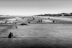 Petrified Beach Forest