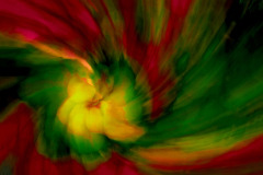 Whirlwind Passion