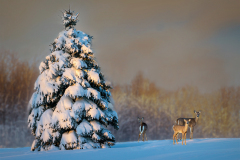 Deer Trio