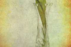 One Lip Tulip