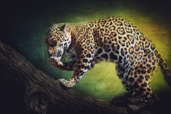 This Is Spot