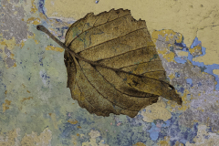 Leaf Along The Mohawk Trail