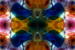Chihuly Abstract