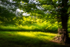Summer Morning Light
