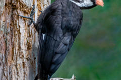 Pileated Woodpecker