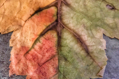 Colorful Leaf