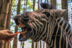 Hungry Zebra