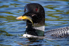 Feeding Loon