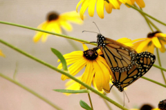 Papillon L'amour