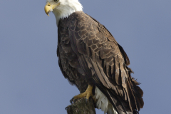 Ever Watchful