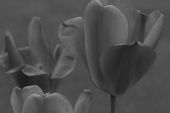 Chuck's Flower