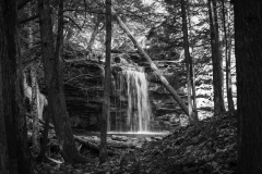 The Forest