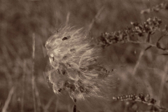 Windswept