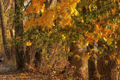 Last Vestige Of Autumn 2