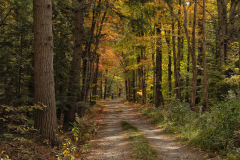 Last Vestige Of Autumn