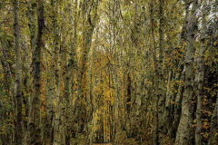 Meet The Birches
