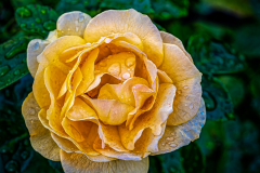 A Wet Rose