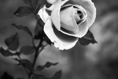 White Rose