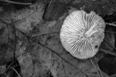Walk In The Woods III