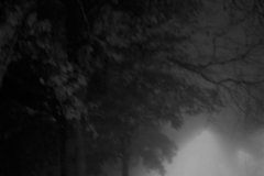 Manning Street Fog