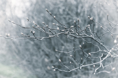 Pussy Willow