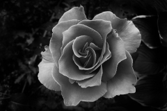 Rose At Night