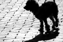 Poodle Silhouette