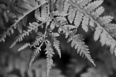 Fern