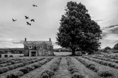 Lavender Farm