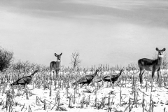 Is Hunting Season Over Yet?