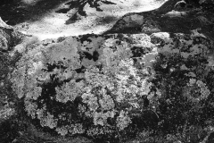 Lichen