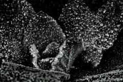 Icy Plant