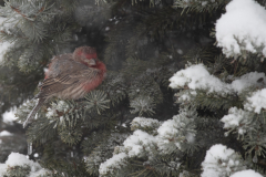 Snowy Afternoon Nap