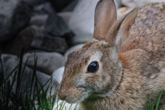 What's Up Doc?