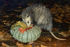 Night Visitor