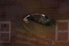 Fishing Eagle