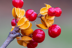 Red Berries