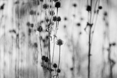 Thistles