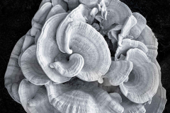 Fantastic Fungi