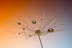 Nature's Jewels