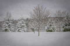 Snowy Wonderland