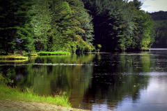 Bell Brook Pond