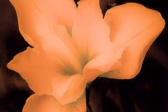 Flower7