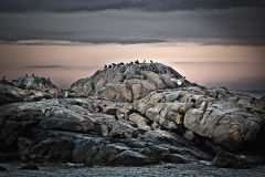 Seagull's Rock